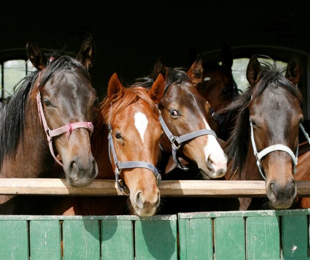 In Italia 180 cavalli positivi al doping di cui il 10% risulta destinato alla produzione alimentare
