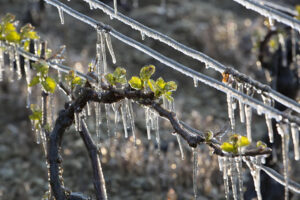 Gelate primaverili, perdite fino all&rsquo;85% del raccolto nella Champagne: il 2026 peggior anno dal 2003