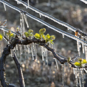 Gelate primaverili, perdite fino all&rsquo;85% del raccolto nella Champagne: il 2026 peggior anno dal 2003
