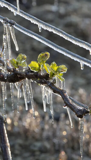 Gelate primaverili, perdite fino all&rsquo;85% del raccolto nella Champagne: il 2026 peggior anno dal 2003