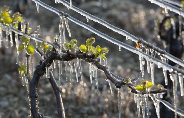 CALDO, CAMBIAMENTO CLIMATICO, CHAMPAGNE, COMITÉ CHAMPAGNE, FRANCIA, GELATE PRIMAVERILI, Mondo
