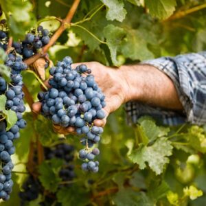 Dal Barbera al Dolcetto, il Piemonte sperimenta vini dealcolati e low alcol su vitigni autoctoni