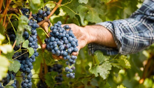 Dal Barbera al Dolcetto, il Piemonte sperimenta vini dealcolati e low alcol su vitigni autoctoni
