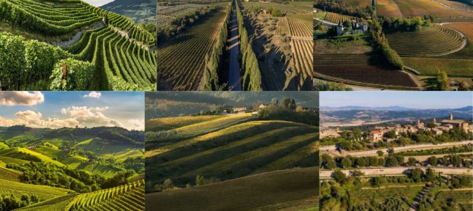 &ldquo;The Wealth Report&rdquo; 2026 by &ldquo;Knight Frank&rdquo;: i vigneti tra gli asset alternativi pi&ugrave; strategici