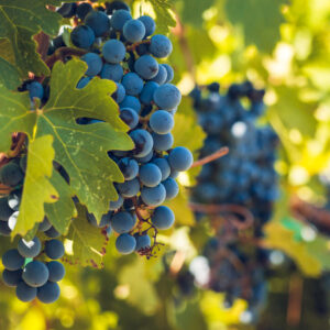 Il Pinot Nero di oggi &egrave; geneticamente uguale a quello di 600 anni fa: lo spiega una ricerca francese