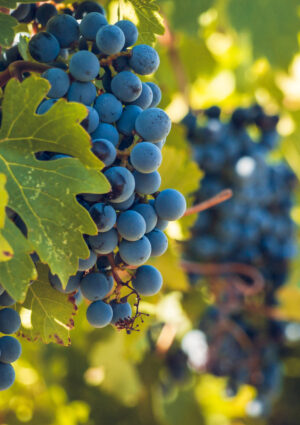 Il Pinot Nero di oggi &egrave; geneticamente uguale a quello di 600 anni fa: lo spiega una ricerca francese