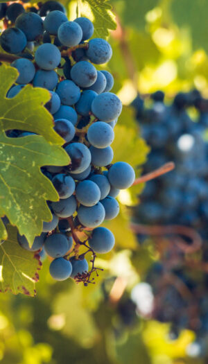 Il Pinot Nero di oggi &egrave; geneticamente uguale a quello di 600 anni fa: lo spiega una ricerca francese