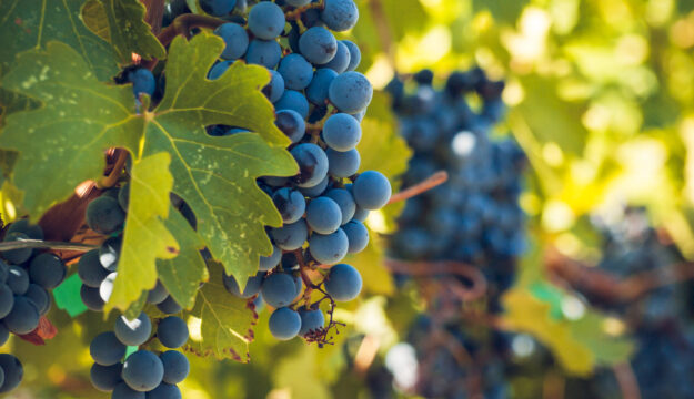 Il Pinot Nero di oggi &egrave; geneticamente uguale a quello di 600 anni fa: lo spiega una ricerca francese