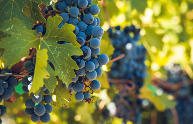 DNA, NATURE COMMUNICATIONS, PINOT NERO, propagazione clonale, RICERCA, Mondo