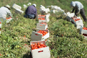 Agricoltura e lavoro, le aliquote antinfortunistiche Inail ridotte dal 13% all&rsquo;8,5%