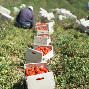 Agricoltura e lavoro, le aliquote antinfortunistiche Inail ridotte dal 13% all&rsquo;8,5%