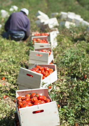 Agricoltura e lavoro, le aliquote antinfortunistiche Inail ridotte dal 13% all&rsquo;8,5%