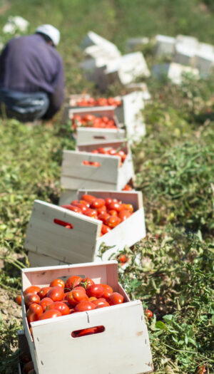 Agricoltura e lavoro, le aliquote antinfortunistiche Inail ridotte dal 13% all&rsquo;8,5%