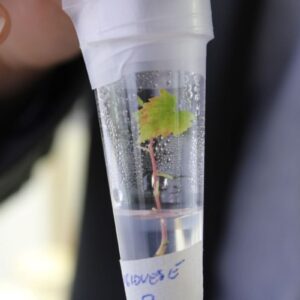 Un&rsquo;impresa vinicola su 3 ha investito nell&rsquo;applicazione in vigna o in cantina del digitale