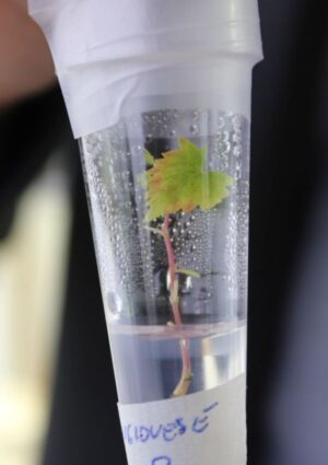 Un&rsquo;impresa vinicola su 3 ha investito nell&rsquo;applicazione in vigna o in cantina del digitale