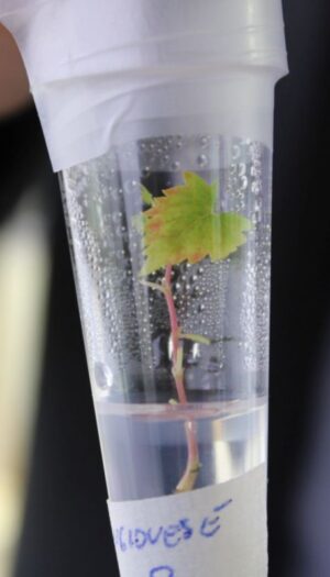 Un&rsquo;impresa vinicola su 3 ha investito nell&rsquo;applicazione in vigna o in cantina del digitale