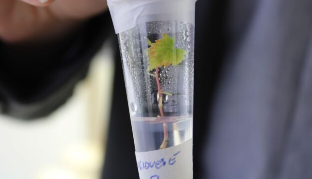 Un&rsquo;impresa vinicola su 3 ha investito nell&rsquo;applicazione in vigna o in cantina del digitale