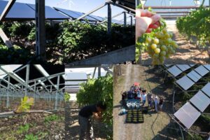 In vigna e non solo: l&rsquo;agrivoltaico cresce in Italia. Ma serve una progettazione partecipata