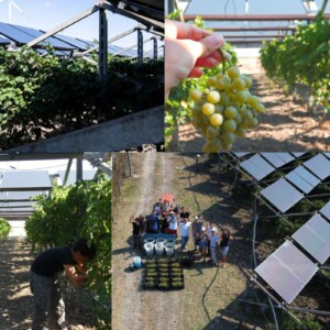 In vigna e non solo: l&rsquo;agrivoltaico cresce in Italia. Ma serve una progettazione partecipata