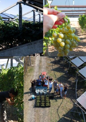 In vigna e non solo: l&rsquo;agrivoltaico cresce in Italia. Ma serve una progettazione partecipata