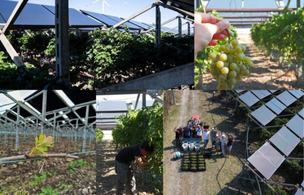 In vineyard and not only: agrivoltaic grows in Italy. But, a participated planning is needed