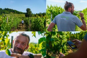 Vigneti: solo 11 su oltre 2.000 sono i &ldquo;Platinum&rdquo; d&rsquo;Italia e del Mediterraneo per l&rsquo;Indice Bigot