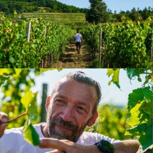 Vigneti: solo 11 su oltre 2.000 sono i &ldquo;Platinum&rdquo; d&rsquo;Italia e del Mediterraneo per l&rsquo;Indice Bigot