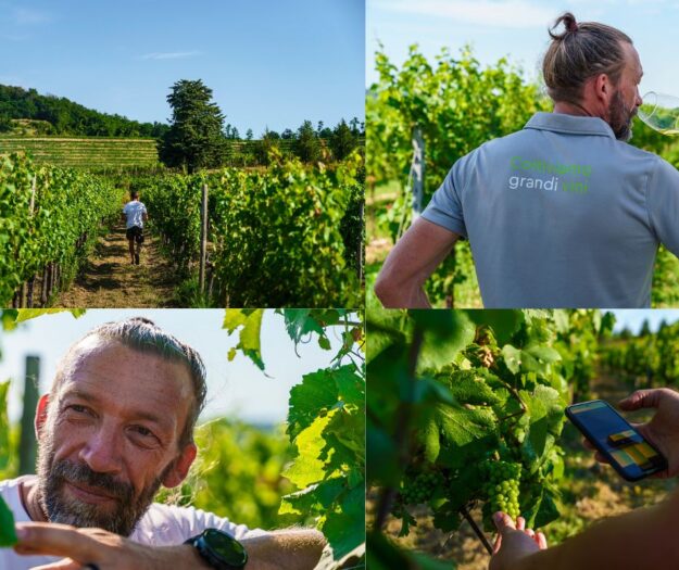 Vineyards: only 11 out of over 2,000 are &ldquo;Platinum&rdquo; in Italy and Mediterranean for Bigot Index