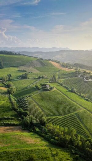 La longevit&agrave; del Verdicchio Riserva dei Castelli di Jesi: emblema di un territorio, stile e persone
