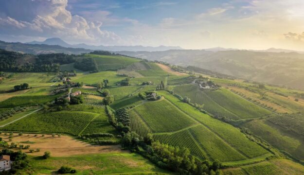 La longevit&agrave; del Verdicchio Riserva dei Castelli di Jesi: emblema di un territorio, stile e persone