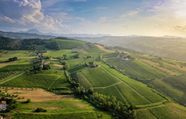La longevità del Verdicchio Riserva dei Castelli di Jesi: emblema di un territorio, stile e persone