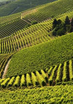 ViteLab Network, 11 centri di ricerca d&rsquo;eccellenza si uniscono per affrontare le sfide del vino