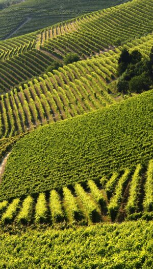 ViteLab Network, 11 centri di ricerca d&rsquo;eccellenza si uniscono per affrontare le sfide del vino