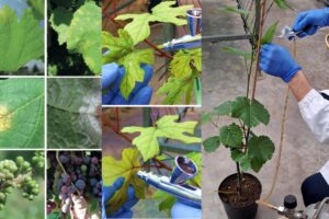 Peronospora e botrite addio: arriva il fitofarmaco a &ldquo;residuo zero&rdquo;, con il progetto &ldquo;Grape4vine&rdquo;
