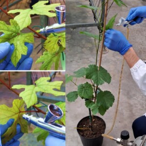 Peronospora e botrite addio: arriva il fitofarmaco a &ldquo;residuo zero&rdquo;, con il progetto &ldquo;Grape4vine&rdquo;