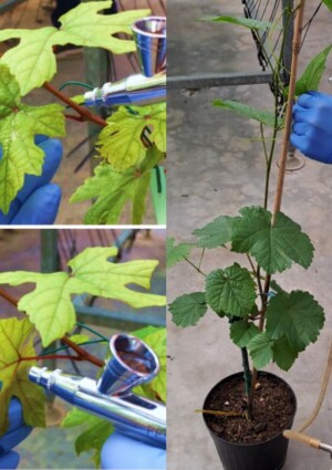 Peronospora e botrite addio: arriva il fitofarmaco a &ldquo;residuo zero&rdquo;, con il progetto &ldquo;Grape4vine&rdquo;