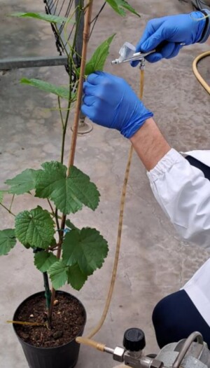 Peronospora e botrite addio: arriva il fitofarmaco a &ldquo;residuo zero&rdquo;, con il progetto &ldquo;Grape4vine&rdquo;
