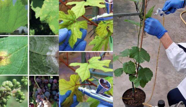 Peronospora e botrite addio: arriva il fitofarmaco a &ldquo;residuo zero&rdquo;, con il progetto &ldquo;Grape4vine&rdquo;
