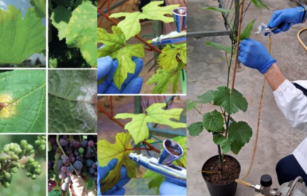 ATTILIO SCIENZA, BOTRITE, CREA-VE, GRAPE4VINE, MALATTIE DELLA VITE, PERONOSPORA, UNIVERSITÀ STATALE DI MILANO, Italia