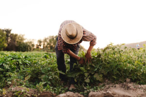 Aumento retributivo (+5,1%) e non solo: le novit&agrave; del nuovo Contratto per gli operai agricoli