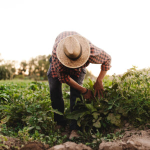 Aumento retributivo (+5,1%) e non solo: le novit&agrave; del nuovo Contratto per gli operai agricoli