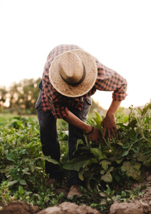 Aumento retributivo (+5,1%) e non solo: le novit&agrave; del nuovo Contratto per gli operai agricoli