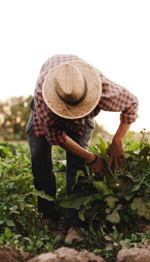 Aumento retributivo (+5,1%) e non solo: le novit&agrave; del nuovo Contratto per gli operai agricoli