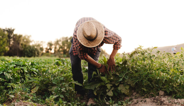 Aumento retributivo (+5,1%) e non solo: le novit&agrave; del nuovo Contratto per gli operai agricoli
