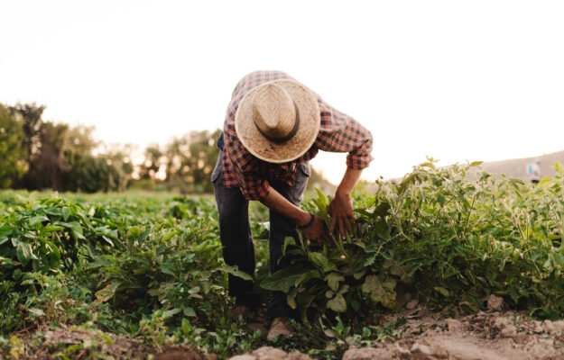 AGRICOLTURA, CIA AGRICOLTORI ITALIANI, Coldiretti, Confagricoltura, CONTRATTO DI LAVORO, LAVORO AGRICOLO, OPERAI AGRICOLI, ROBERTO CAPONI, Non Solo Vino