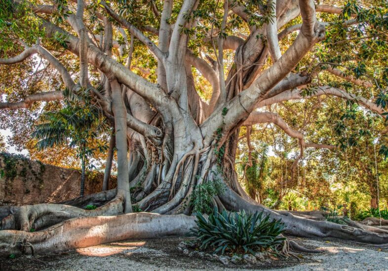 Un albero monumentale dell’Hortus Conclusus del Castello del Solacium a Siracusa (ph: Facebook/Castello di Solacium) 