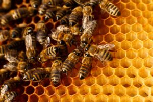 Nelle aziende agricole italiane si contano 1,9 milioni di alveari, il numero pi&ugrave; alto in Europa