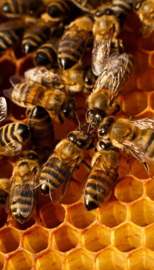 Nelle aziende agricole italiane si contano 1,9 milioni di alveari, il numero pi&ugrave; alto in Europa
