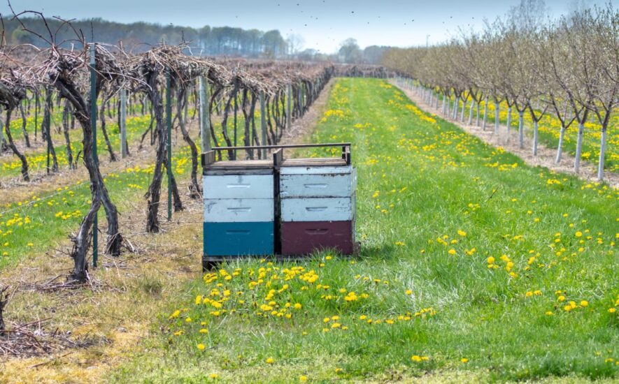 Senza le api la vita sulla Terra crollerebbe