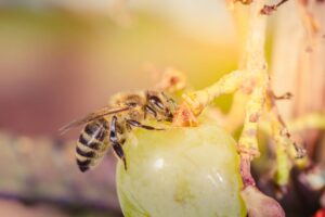 Impollinazione, biodiversit&agrave; e sicurezza alimentare: senza le api la vita sulla Terra crollerebbe